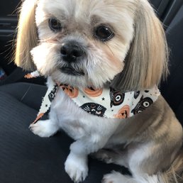 Look at his spooky little bandanna!! Look at his spooky little bandanna!!