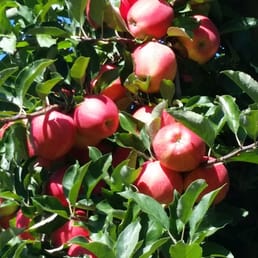 Awesome apples!