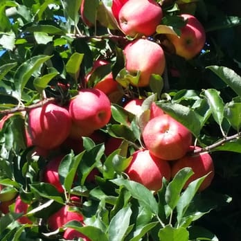 Doe Orchards - Awesome apples! - Pick Your Own Farms Near Me - Harvard, Massachusetts