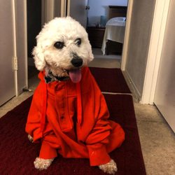 Happy Paws Dog Walking - "Do you think I look good in orange?" 3