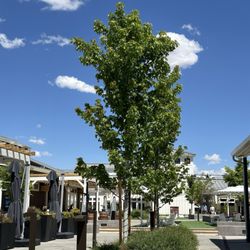 The Village at Rancharrah