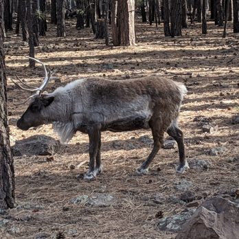 Bearizona - Reindeer - Zoos Near Me - Williams, Arizona