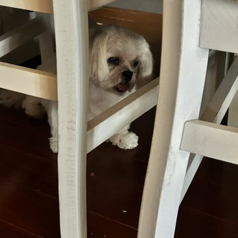 Marie's Pet Grooming - MY DOG WENT TO THE ER BC OF THEM! The morning of when I found her in pain - Pet Groomers Near Me - Chicago, Illinois Marie's Pet Grooming - MY DOG WENT TO THE ER BC OF THEM! The morning of when I found her in pain - Pet Groomers Near Me - Chicago, Illinois