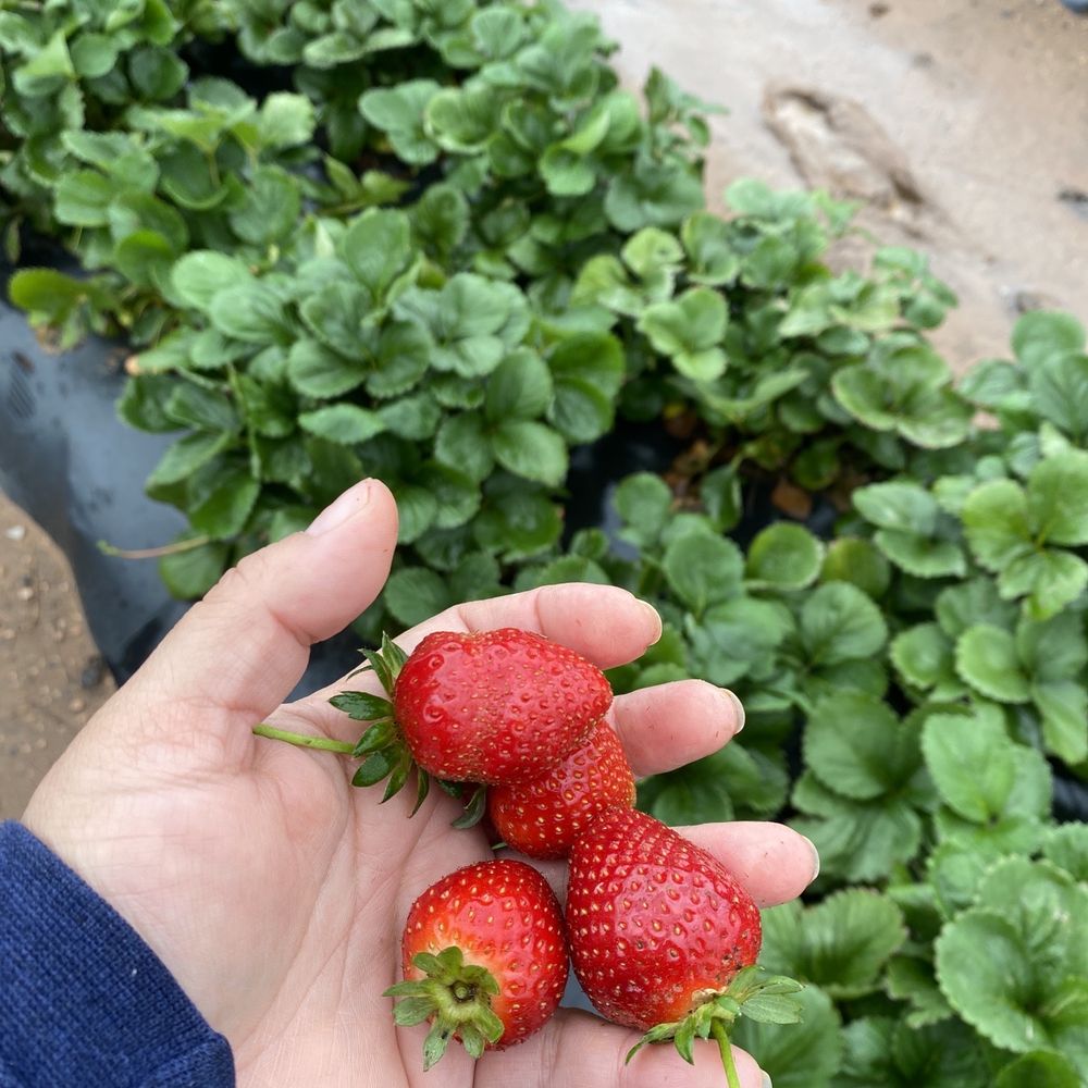 Sweet Berry Farm - Awesome strawberries - Attraction Farms Near Me - Marble Falls, Texas