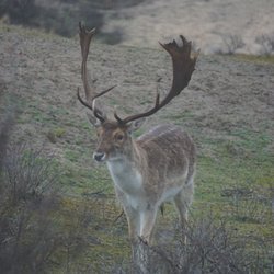 Amsterdamse Waterleidingduinen