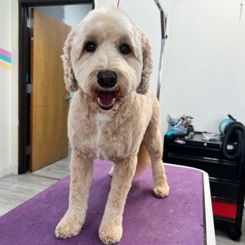 Pet Spa Too - Pet Groomers Near Me - Boise, Idaho Pet Spa Too - Pet Groomers Near Me - Boise, Idaho