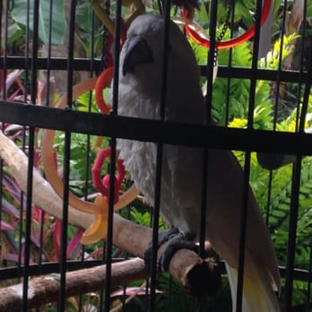 Jerry's Cafe - Caesar is his name.  I enjoy seeing him at Jerry's - Breakfast & Brunch Near Me - Sanibel, Florida