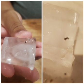 Stoney River - Foreign object IN ice cube - Steakhouses Near Me - Annapolis, Maryland