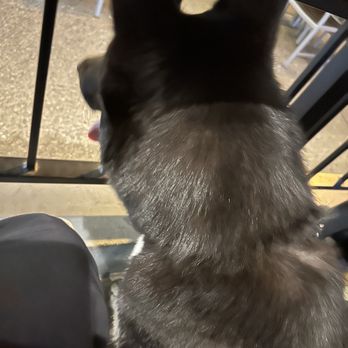 Humdinger Brewing - Other nosy doggo - New American Near Me - Arroyo Grande, California