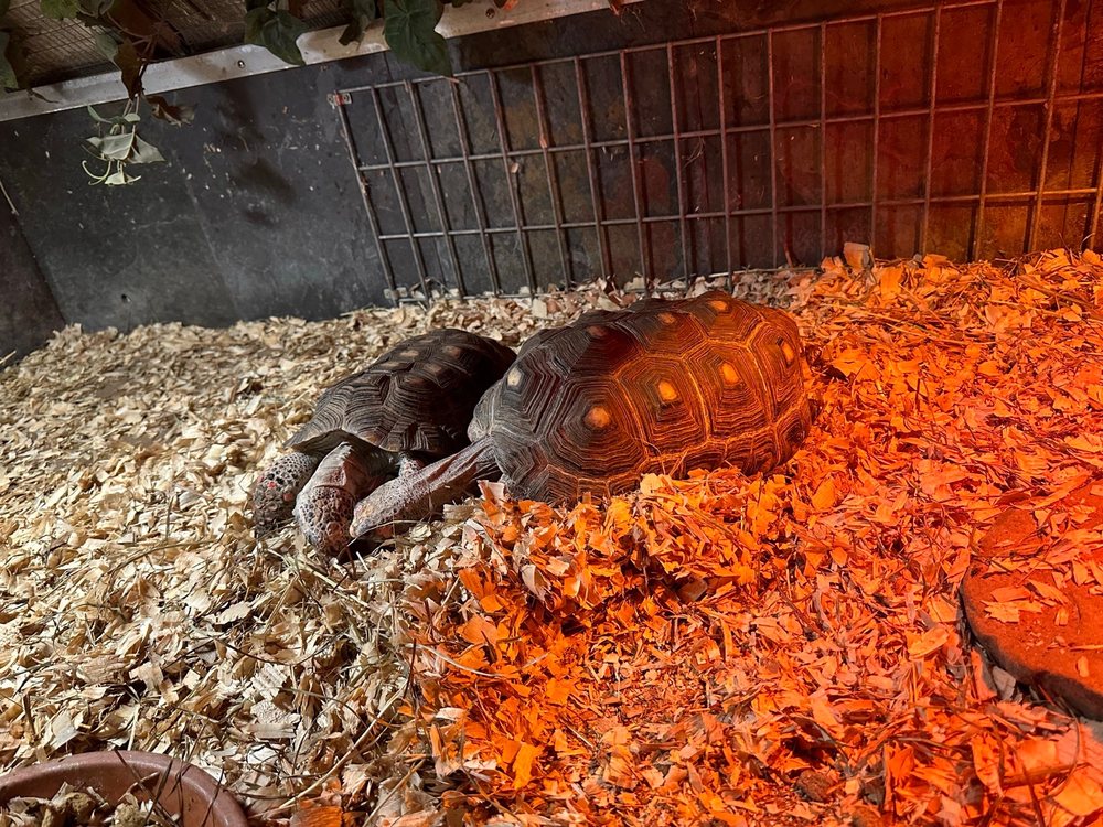 POCONO SNAKE & ANIMAL FARM Updated October 2024 185 Photos & 95