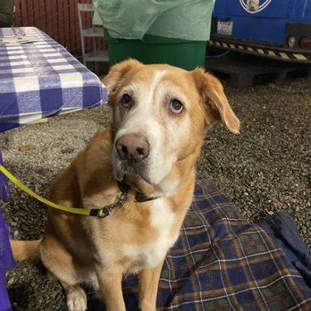 Cloudburst on Shilshole - Dog blankets! - Beer Gardens Near Me - Seattle, Washington