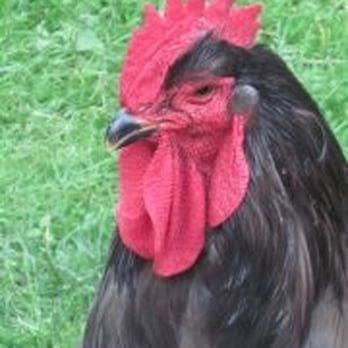 Brendas Main Street Feed - The rooster that loves at the store. - Pet Groomers Near Me - Durham, Connecticut Brendas Main Street Feed - The rooster that loves at the store. - Pet Groomers Near Me - Durham, Connecticut