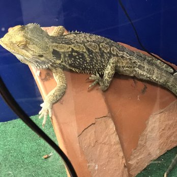 Barfield Crescent Park - Bearded Dragon - Disc Golf Near Me - Murfreesboro, Tennessee