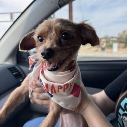 Honeys after grooming picture Honeys after grooming picture
