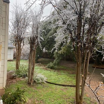 Precision Tree Service - Tree Services Near Me - Austin, Texas Precision Tree Service - Tree Services Near Me - Austin, Texas