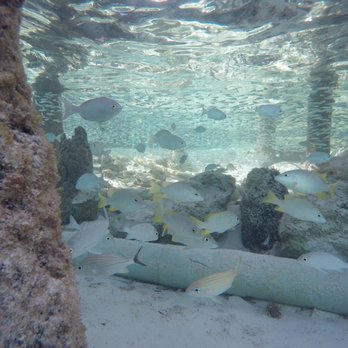 Mía Reef - Snorkeling by the Mia - Resorts Near Me - Isla Mujeres, ROO Mía Reef - Snorkeling by the Mia - Resorts Near Me - Isla Mujeres, ROO