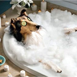 Tommy's Pet Studio - Don't forget to book your pets' grooming appointment. The mountains can be tough on your coat. . .