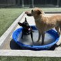 Tailspin Pet Resort & Daycare