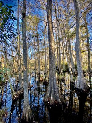 Kirby Storter Roadside Park by null