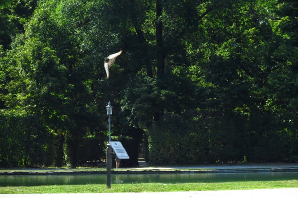 Parco Ducale by null