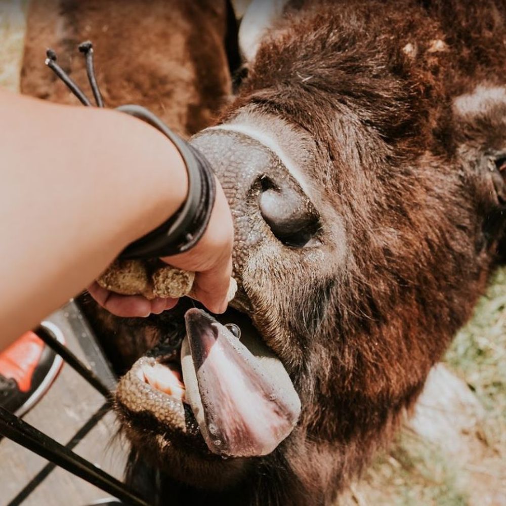 Terry Bison Ranch Resort - Hand feeding bison! Such an amazing experience! - Venues & Event Spaces Near Me - Cheyenne, Wyoming Terry Bison Ranch Resort - Hand feeding bison! Such an amazing experience! - Venues & Event Spaces Near Me - Cheyenne, Wyoming