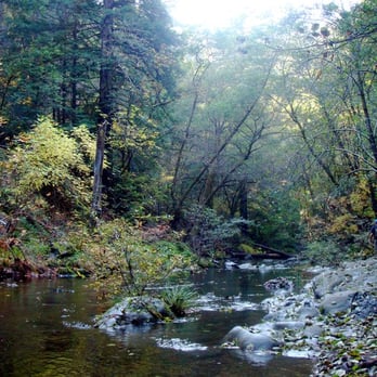 Pioneer Tree Trail - Hiking Near Me
