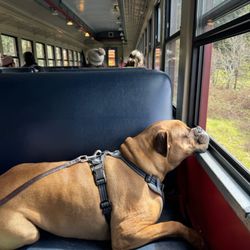 Skunk Train Northspur Station - Dog enjoying the ride