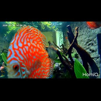 Beital's Aquariums - This place has amazing fish, freshwater, and saltwater. - Aquarium Services Near Me - Pearl River, New York Beital's Aquariums - This place has amazing fish, freshwater, and saltwater. - Aquarium Services Near Me - Pearl River, New York