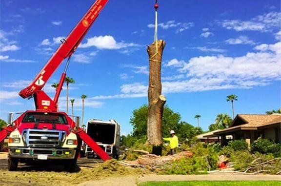 Techer's Tree Service - tree service in Phoenix, AZ