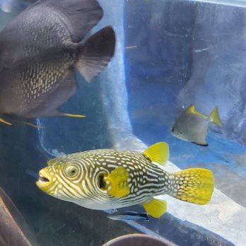 Austin Aquarium - Aquariums Near Me - Austin, Texas Austin Aquarium - Aquariums Near Me - Austin, Texas
