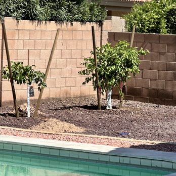 Moon Valley Nurseries - Meyers Lemon Mini Trees - Nurseries & Gardening Near Me - Mesa, Arizona Moon Valley Nurseries - Meyers Lemon Mini Trees - Nurseries & Gardening Near Me - Mesa, Arizona