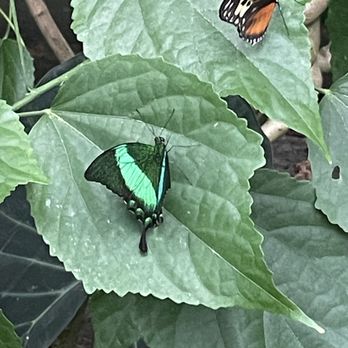 Niagara Parks Butterfly Conservatory - Various Butterfly species - Zoos Near Me - Niagara Falls, Ontario