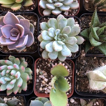 Aeonian Verde Nursery - Nurseries & Gardening Near Me - Bell Gardens, California