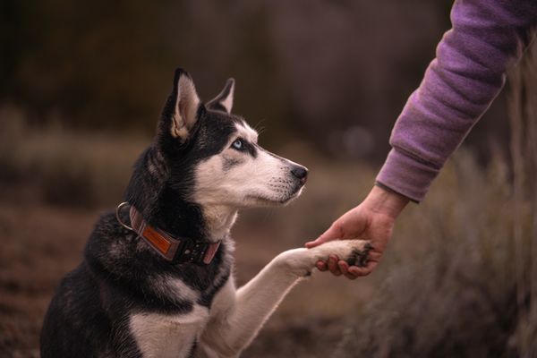 Veritas Mental Health