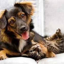 X-Treme Carpet Cleaning - Pet Urine Removal Glen Carbon IL