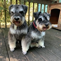 Freshly groomed by Shear Pawfectiin Freshly groomed by Shear Pawfectiin