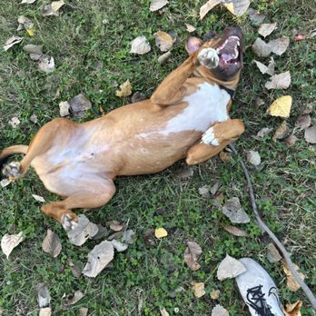 One-on-One Dog Walking - Leafs on the ground means doggie on the ground. - Dog Walkers Near Me One-on-One Dog Walking - Leafs on the ground means doggie on the ground. - Dog Walkers Near Me