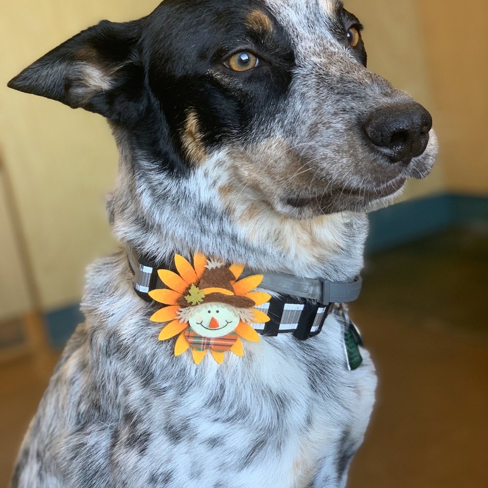 Valerie's Paw Spa - Bath/deshedding - Pet Groomers Near Me - Henderson, Nevada Valerie's Paw Spa - Bath/deshedding - Pet Groomers Near Me - Henderson, Nevada