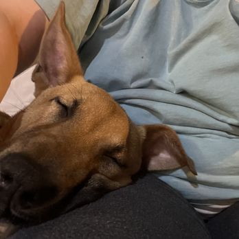 Brandywine Valley SPCA - She loves laying on us - Pet Services Near Me - West Chester, Pennsylvania Brandywine Valley SPCA - She loves laying on us - Pet Services Near Me - West Chester, Pennsylvania