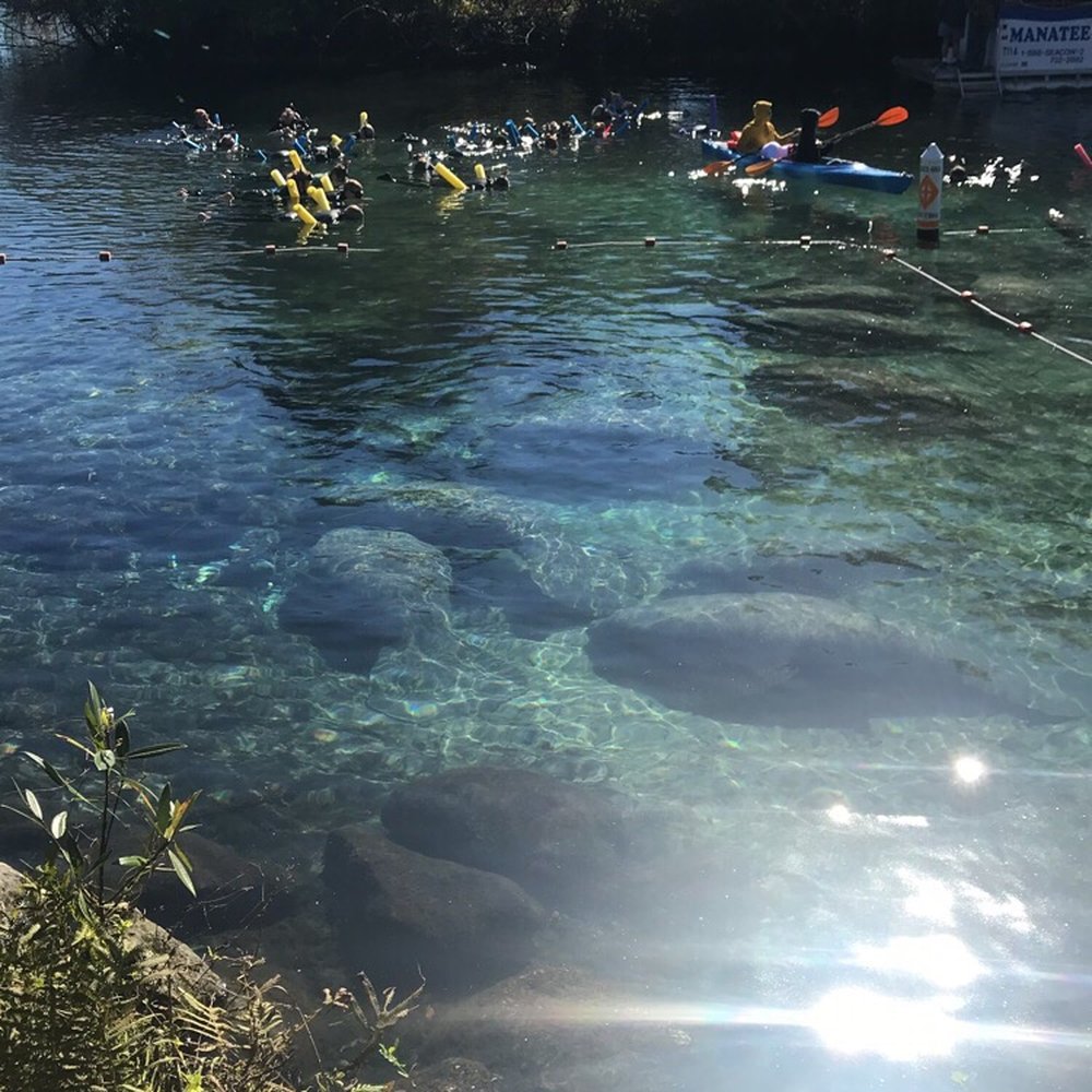 Three Sisters Springs - Tours Near Me - Crystal River, Florida Three Sisters Springs - Tours Near Me - Crystal River, Florida