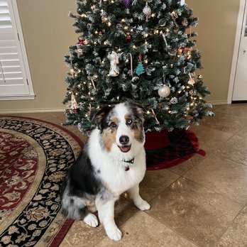 Legacy Grooming - Groomed and ready for the Holidays! - Pet Groomers Near Me - McKinney, Texas
