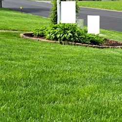 Lawn Doctor - Before
