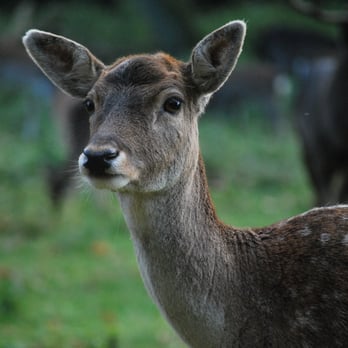 Hochwildpark Rheinland - Zoos Near Me - Mechernich, NW Hochwildpark Rheinland - Zoos Near Me - Mechernich, NW