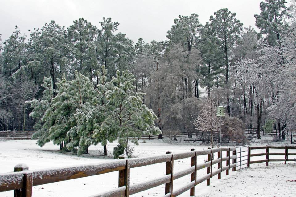 Dancing In Dixie Horse Stables - equestrian in Conyers, GA