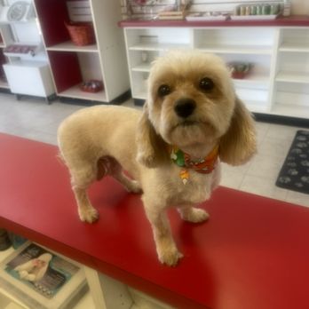 Doggie Do - Lucky feels like a million bucks now! - Pet Groomers Near Me - Las Vegas, Nevada Doggie Do - Lucky feels like a million bucks now! - Pet Groomers Near Me - Las Vegas, Nevada
