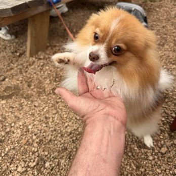 Rolling In Thyme & Dough - Thyme & Dough is dog-friendly. - Grocery Near Me - Dripping Springs, Texas Rolling In Thyme & Dough - Thyme & Dough is dog-friendly. - Grocery Near Me - Dripping Springs, Texas