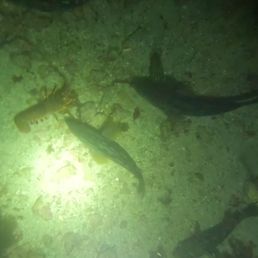 One of the lobsters during night dive!