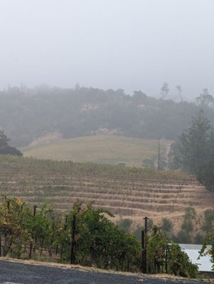 Trattore Farms and Winery by null