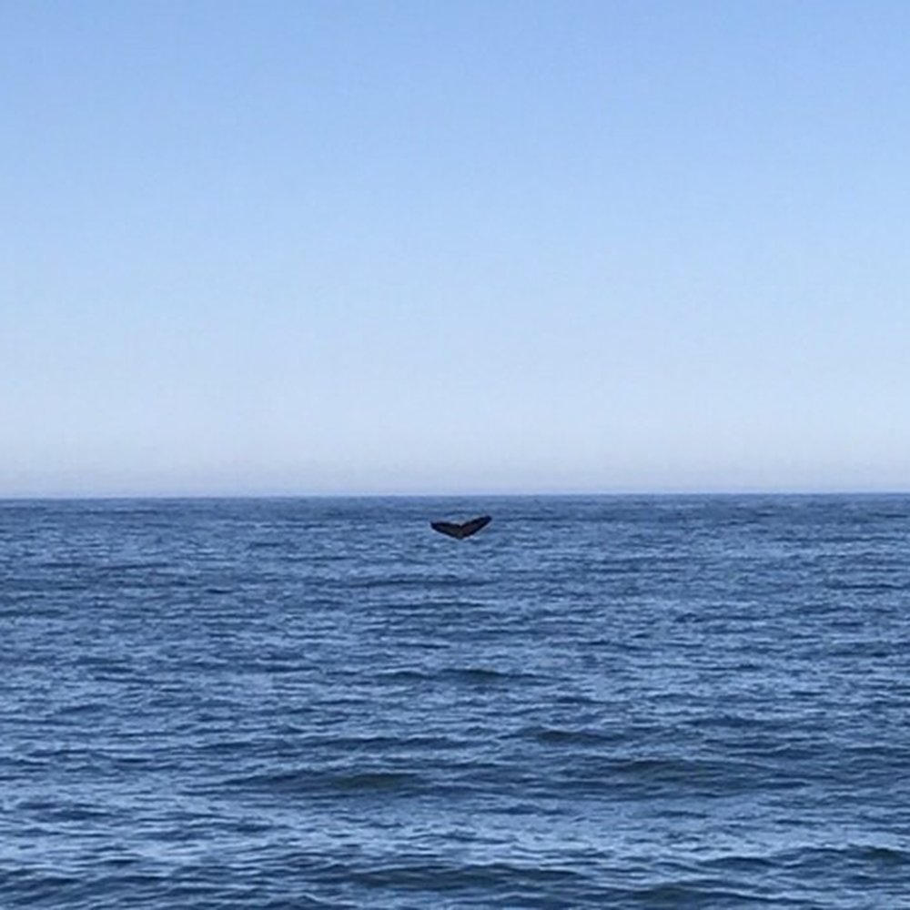 SF Bay Whale Watching - Tours Near Me - San Francisco, California SF Bay Whale Watching - Tours Near Me - San Francisco, California