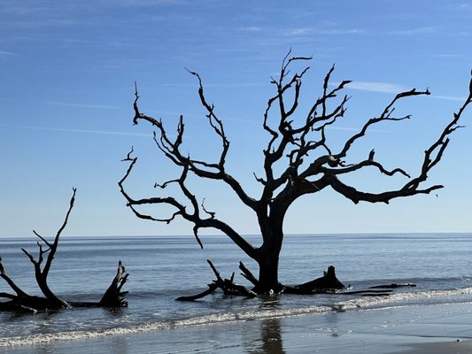 Driftwood Beach by null
